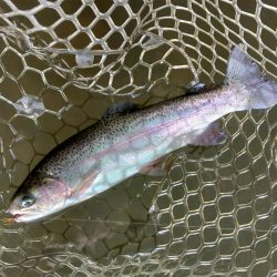 大安トラウトレイク釣果